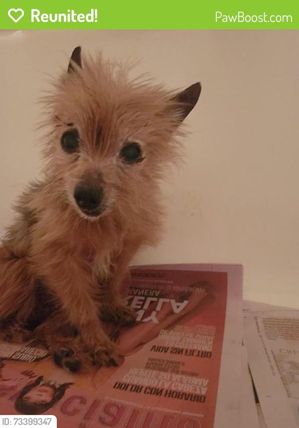 Reunited Male Dog last seen Tiebout and Valentine, The Bronx, NY 10457