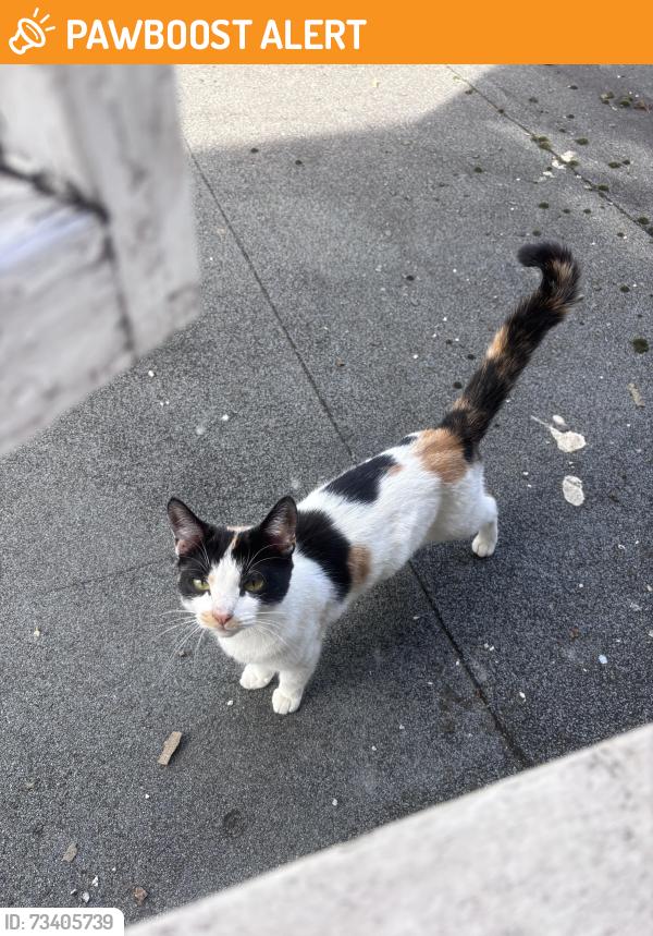 Found/Stray Female Cat last seen Davisville road, Greater London, England 