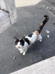 Found/Stray Female Cat last seen Davisville road, Greater London, England 