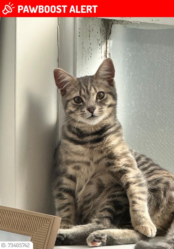 Lost Female Cat last seen Near waterdale road, Heidelberg West, VIC 3081