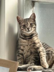 Lost Female Cat last seen Near waterdale road, Heidelberg West, VIC 3081