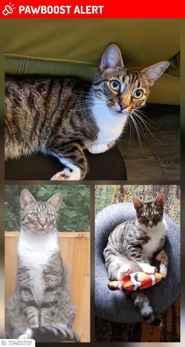Lost Male Cat last seen Maple Park, Whitestone, Attleborough, Warwickshire, England CV11 4GF