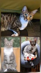 Lost Male Cat last seen Maple Park, Whitestone, Attleborough, Warwickshire, England CV11 4GF