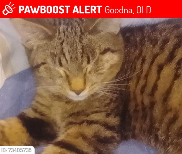 Lost Female Cat last seen Richardson street goodna, Goodna, QLD 4300