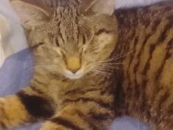 Lost Female Cat last seen Richardson street goodna, Goodna, QLD 4300