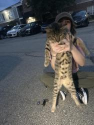 Lost Male Cat last seen latitude apmts, Muncie, IN 47303