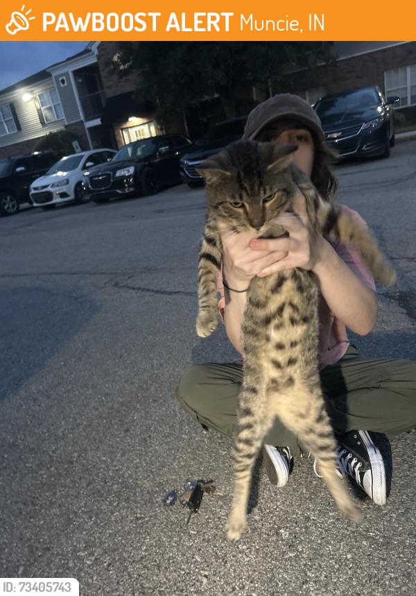 Lost Male Cat last seen latitude apmts, Muncie, IN 47303