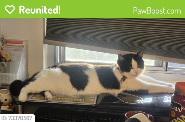 Reunited Male Cat last seen Geddes ct and greendale drive, South San Francisco, CA 94080