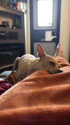 Lost Female Dog last seen Near yankee road beechwood acres campground, Wilmington, OH 45177
