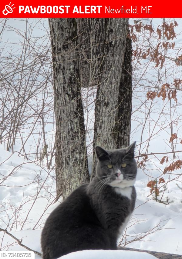 Lost Female Cat last seen Bridge Street West Newfield by Poverty Pond Road, Newfield, ME 04095