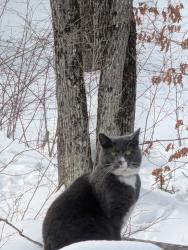 Lost Female Cat last seen Bridge Street West Newfield by Poverty Pond Road, Newfield, ME 04095