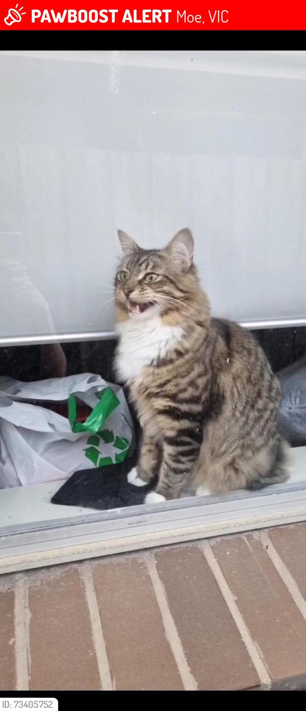 Lost Male Cat last seen victoria street moe, Moe, VIC 3825
