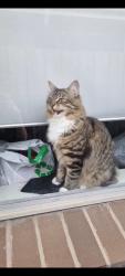 Lost Male Cat last seen victoria street moe, Moe, VIC 3825