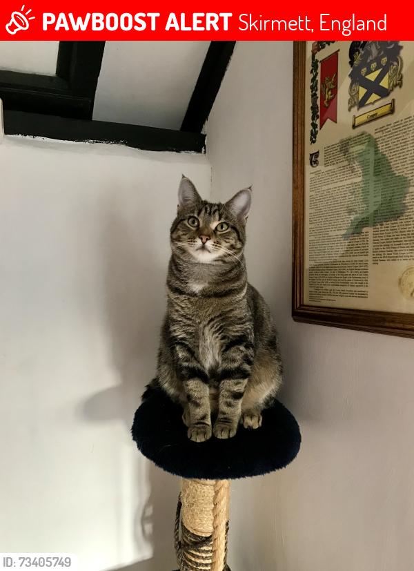 Lost Female Cat last seen Skirmett, Skirmett, England 