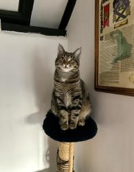 Lost Female Cat last seen Skirmett, Skirmett, England 
