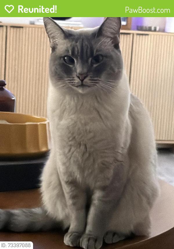 Reunited Female Cat last seen Grandview, Encinitas, CA 92024