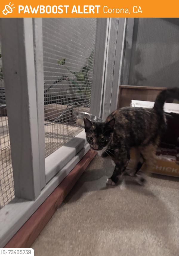 Found/Stray Female Cat last seen Lincoln, Corona, CA 92882
