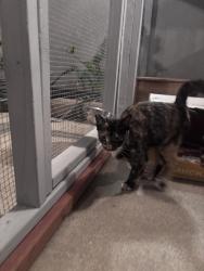 Found/Stray Female Cat last seen Lincoln, Corona, CA 92882