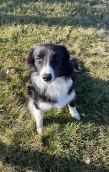 Reunited Female Dog last seen Frystown rd and 501 is the nearest intersection, Myerstown, PA 17067