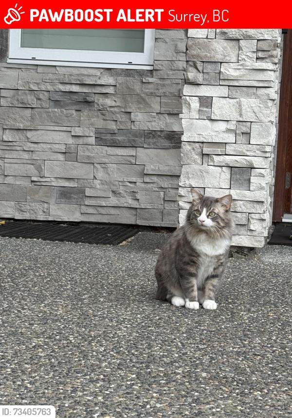 Lost Male Cat last seen Near Robson Park, Surrey, BC 