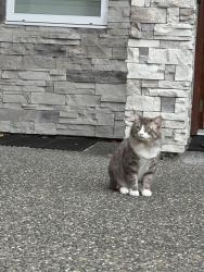 Lost Male Cat last seen Near Robson Park, Surrey, BC 
