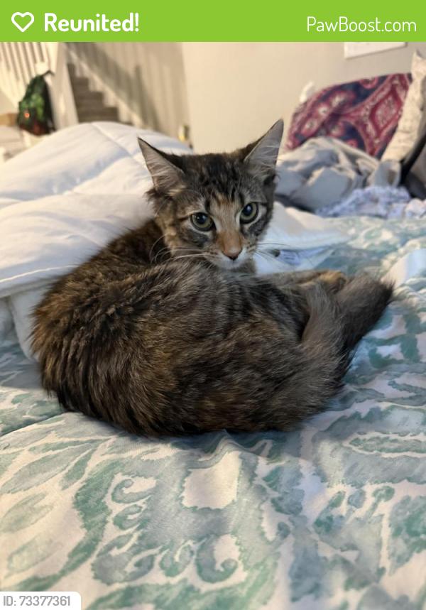 Reunited Female Cat last seen Lindfield and 192, Kissimmee, FL 34747