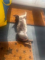 Lost Male Cat last seen Lydiard Millicent, Lydiard Millicent, England SN5 3LE