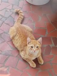 Found/Stray Unknown Cat last seen Juniper street crosses Hickory Street Celanese, Rome, GA 30161