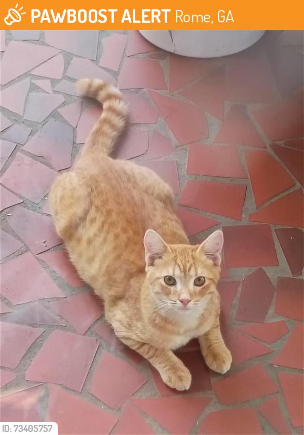 Found/Stray Unknown Cat last seen Juniper street crosses Hickory Street Celanese, Rome, GA 30161