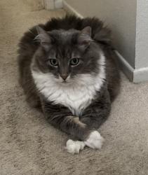 Reunited Male Cat last seen Santa Ana St/Catalina St, Costa Mesa, CA 92627
