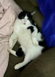 Lost Male Cat last seen Middle street, Perkins street, Farmington, ME 04938