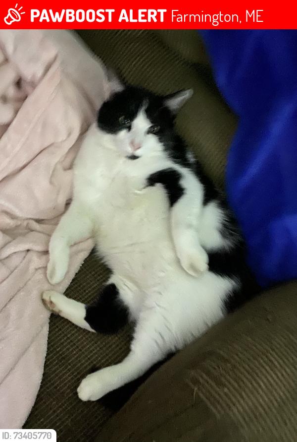 Lost Male Cat last seen Middle street, Perkins street, Farmington, ME 04938