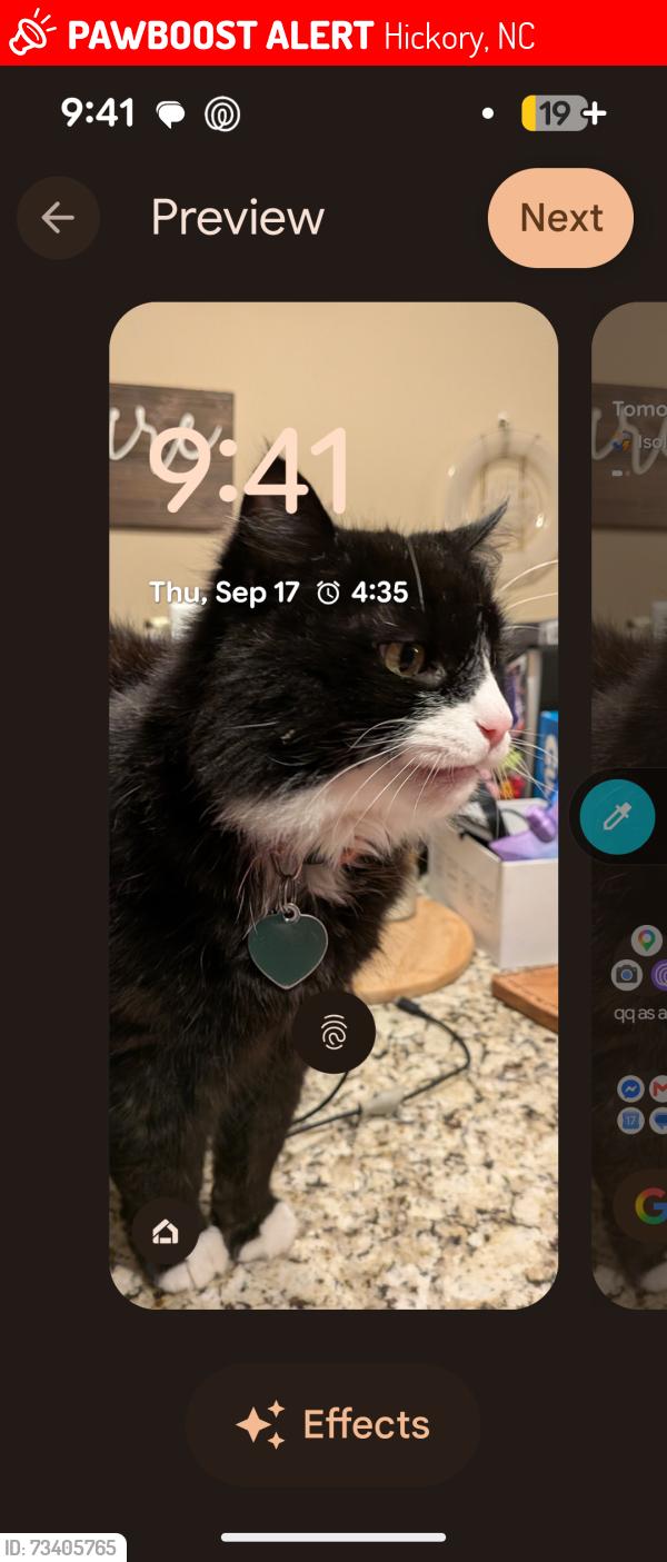 Lost Male Cat last seen Near Springs Rd NE Hickory NC, Hickory, NC 28601