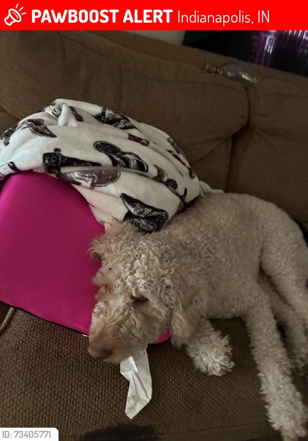 Lost Female Dog last seen Near s Cole st 46241, Indianapolis, IN 46241