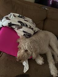 Lost Female Dog last seen Near s Cole st 46241, Indianapolis, IN 46241