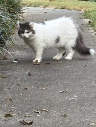 Found/Stray Unknown Cat last seen Felix Rd. Knoxville, Knoxville, TN 37918
