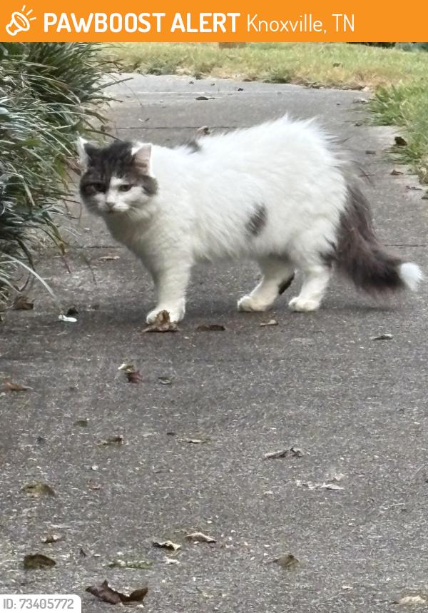 Found/Stray Unknown Cat last seen Felix Rd. Knoxville, Knoxville, TN 37918