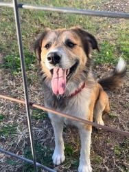 Lost Male Dog last seen By 74 highway, Crescent, OK 73028