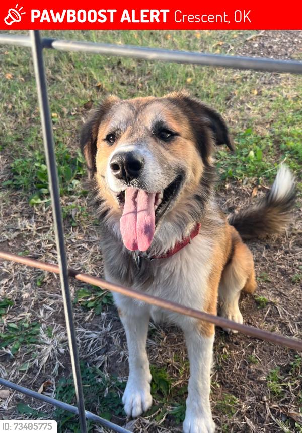 Lost Male Dog last seen By 74 highway, Crescent, OK 73028