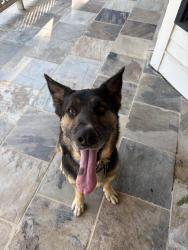 Found/Stray Male Dog last seen Near William T Walker Rd Hahira ga, William T Walker Rd, GA 31632