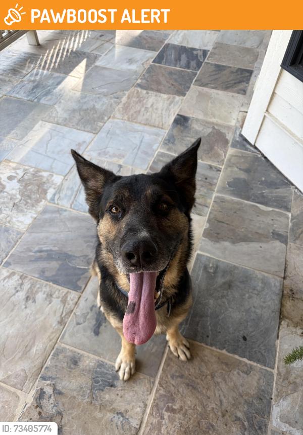 Found/Stray Male Dog last seen Near William T Walker Rd Hahira ga, William T Walker Rd, GA 31632
