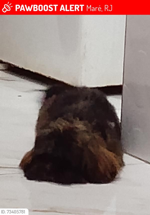 Lost Male Dog last seen Principal mare, Maré, RJ 