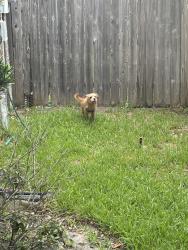 Found/Stray Unknown Dog last seen Gold Haven, Fort Bend County, TX 77407