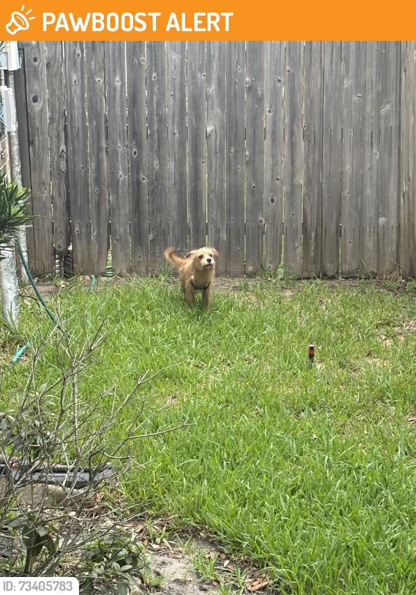 Found/Stray Unknown Dog last seen Gold Haven, Fort Bend County, TX 77407