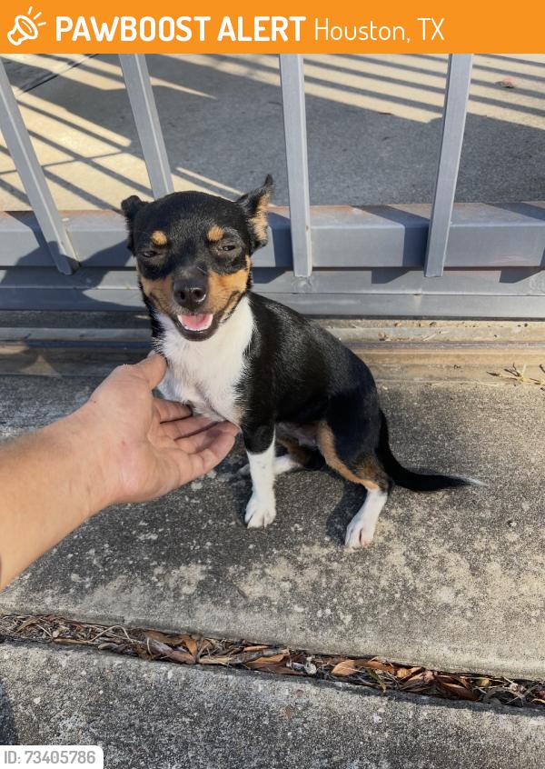 Found/Stray Male Dog last seen Milk, Houston, TX 77033