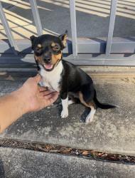 Found/Stray Male Dog last seen Milk, Houston, TX 77033