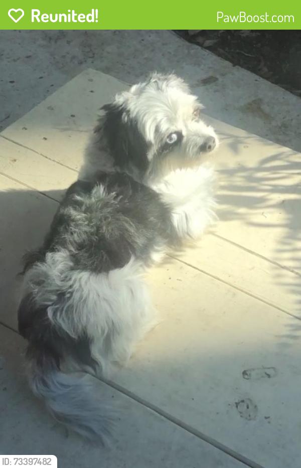 Reunited Male Dog last seen Rocky Mountain dr., San Jose, CA 95127