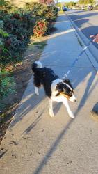 Reunited Male Dog last seen Alderson st, El Cajon, CA 92019