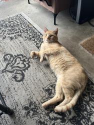 Found/Stray Male Cat last seen Helen ave, Monessen, PA 15062