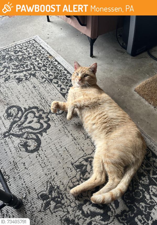 Found/Stray Male Cat last seen Helen ave, Monessen, PA 15062